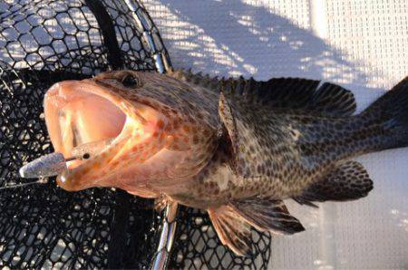 龍神丸(鹿児島) 釣果