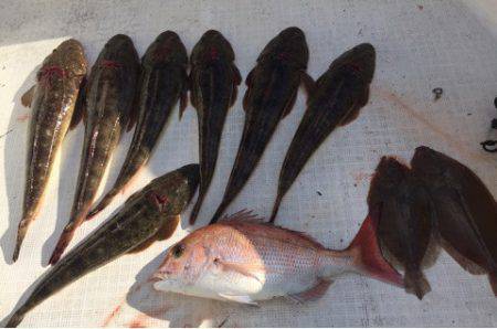 「LaGooN」蒼陽丸 日和号　 釣果