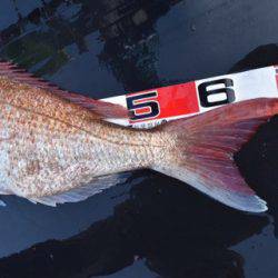 渡船屋たにぐち 釣果