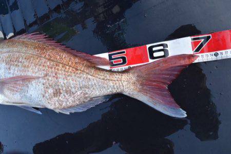 渡船屋たにぐち 釣果