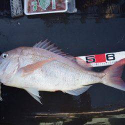 渡船屋たにぐち 釣果