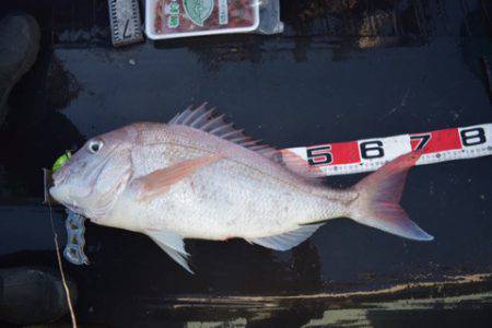 渡船屋たにぐち 釣果