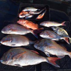 渡船屋たにぐち 釣果