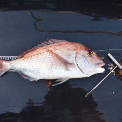 渡船屋たにぐち 釣果