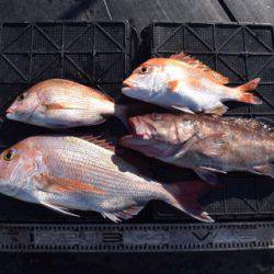 渡船屋たにぐち 釣果