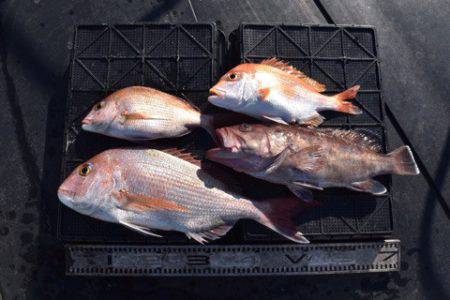 渡船屋たにぐち 釣果