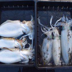 渡船屋たにぐち 釣果