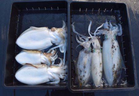 渡船屋たにぐち 釣果