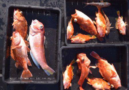 渡船屋たにぐち 釣果