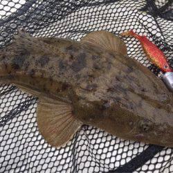 「LaGooN」蒼陽丸 日和号　 釣果