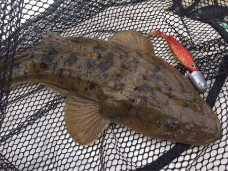 「LaGooN」蒼陽丸 日和号　 釣果