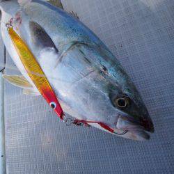 まるいち丸 ZERO-1 釣果