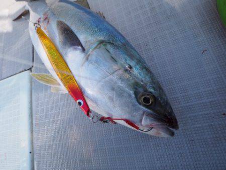 まるいち丸 ZERO-1 釣果