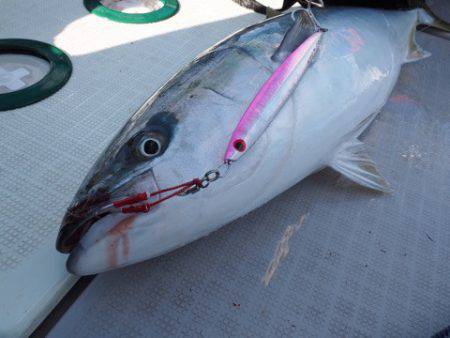 まるいち丸 ZERO-1 釣果