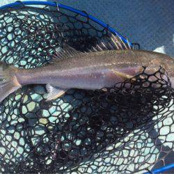 アマテラス 釣果