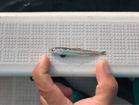 龍神丸(鹿児島) 釣果