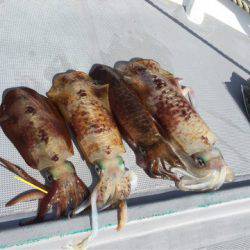 ＴＡＲＯＭＡＲＵ 釣果