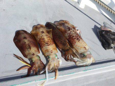 ＴＡＲＯＭＡＲＵ 釣果