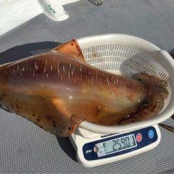 ＴＡＲＯＭＡＲＵ 釣果