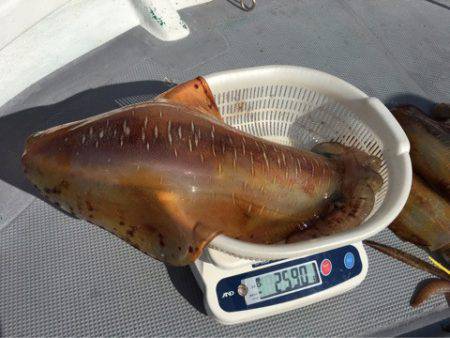 ＴＡＲＯＭＡＲＵ 釣果