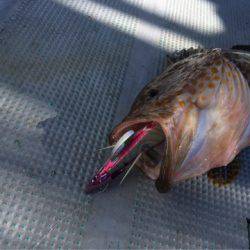 ＴＡＲＯＭＡＲＵ 釣果