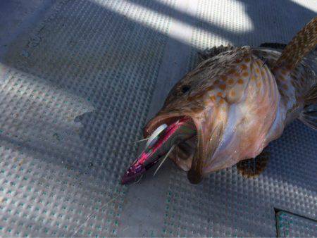 ＴＡＲＯＭＡＲＵ 釣果