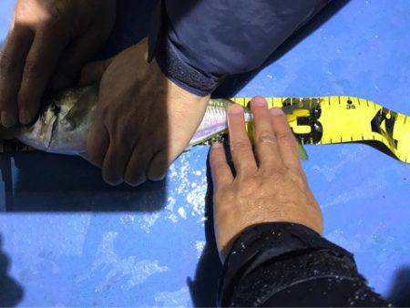 ヤザワ渡船 釣果