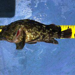 ヤザワ渡船 釣果