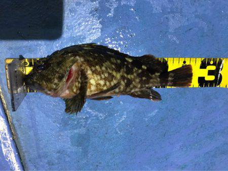 ヤザワ渡船 釣果