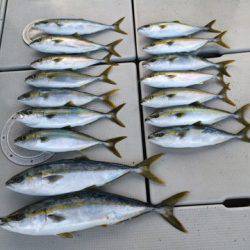 SeaRide(シーライド) 釣果