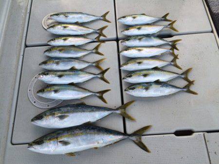 SeaRide(シーライド) 釣果