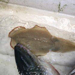 末広丸(熊本) 釣果