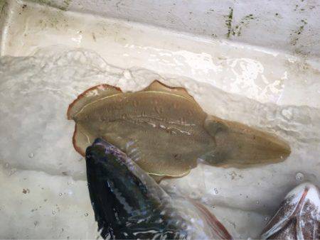 末広丸(熊本) 釣果