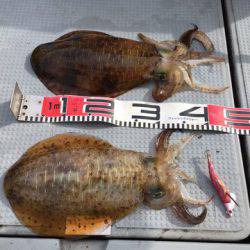 エヌスタイル 釣果