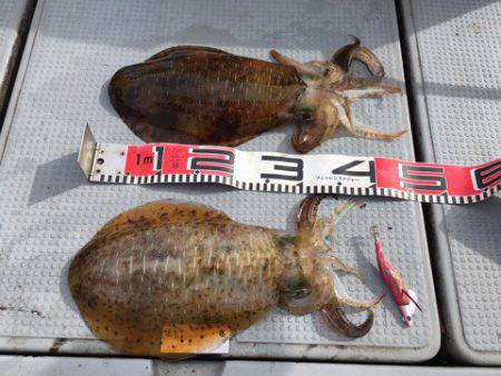 エヌスタイル 釣果