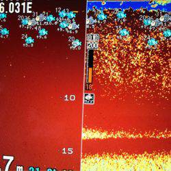 龍神丸(鹿児島) 釣果