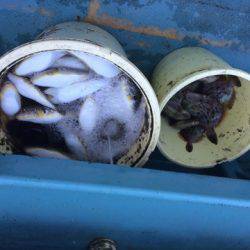 丸万釣船 釣果