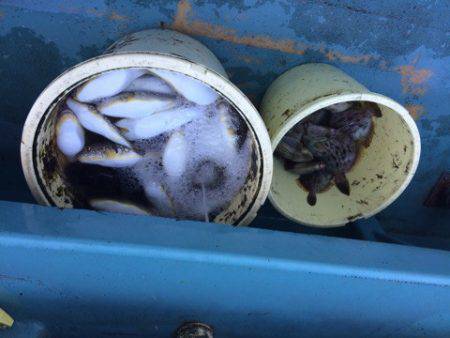 丸万釣船 釣果