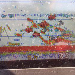 アマテラス 釣果