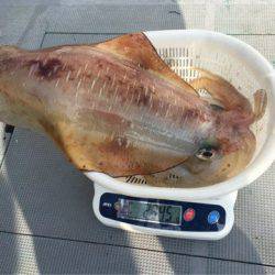 ＴＡＲＯＭＡＲＵ 釣果