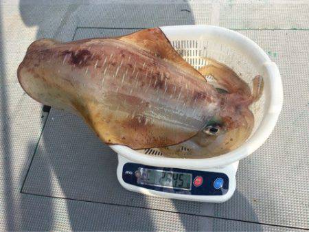 ＴＡＲＯＭＡＲＵ 釣果