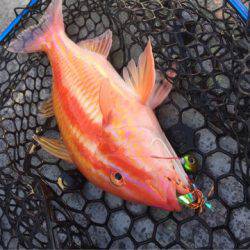 第二 海洋丸 釣果