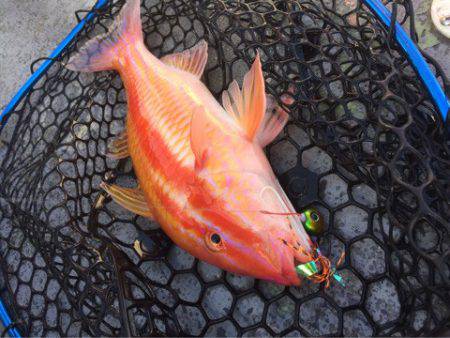 第二 海洋丸 釣果