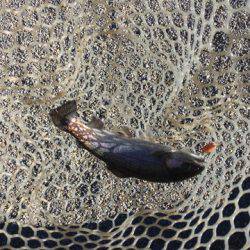 白州トラウトフィッシングエリア　シルフ 釣果