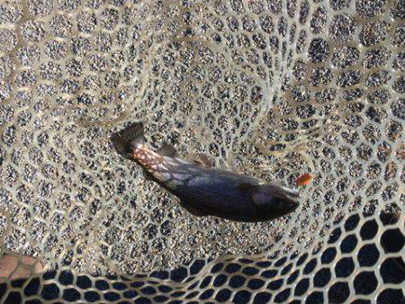 白州トラウトフィッシングエリア　シルフ 釣…