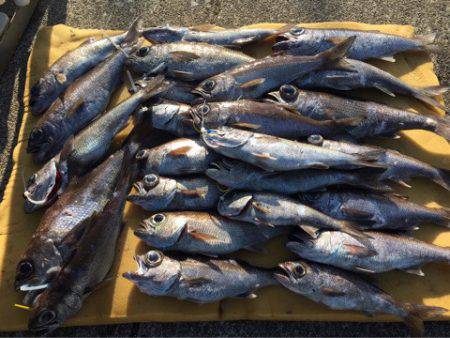 ＴＡＲＯＭＡＲＵ 釣果