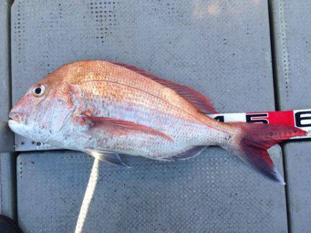 釣鯛洋 釣果