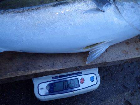 まるいち丸 ZERO-1 釣果