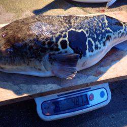 まるいち丸 ZERO-1 釣果