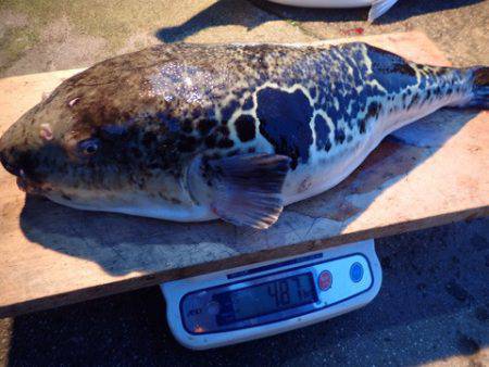 まるいち丸 ZERO-1 釣果